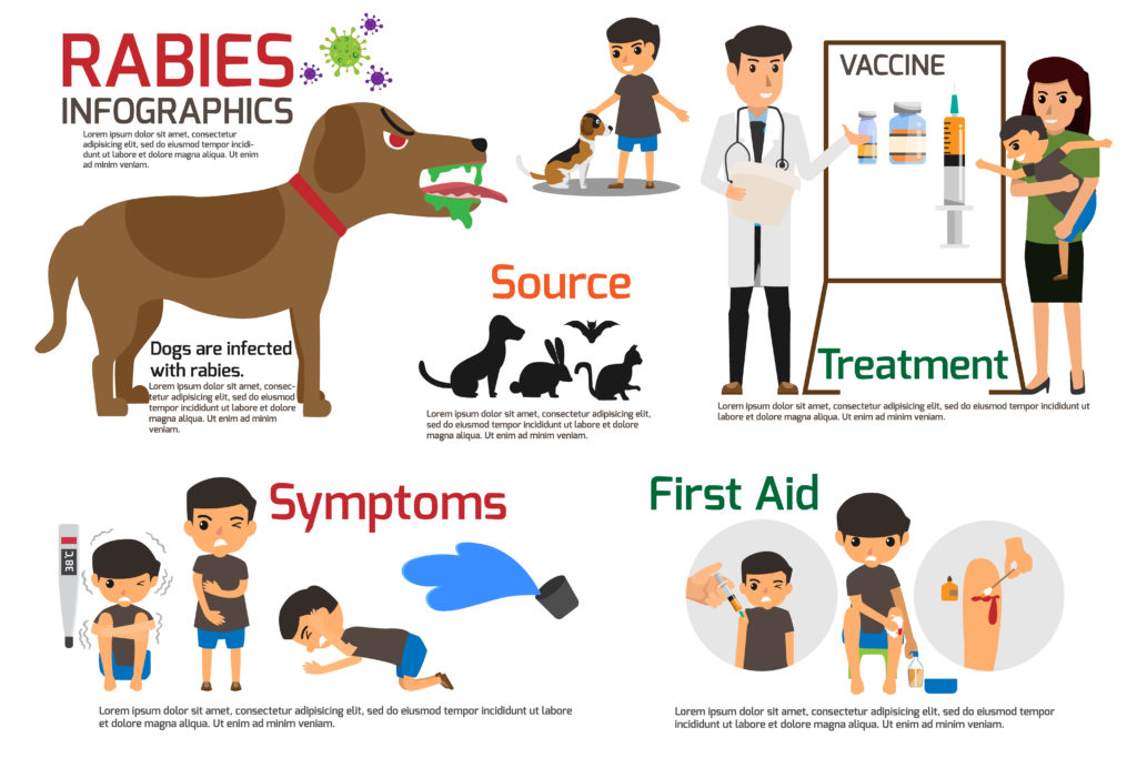 Rabies cure in sales dogs