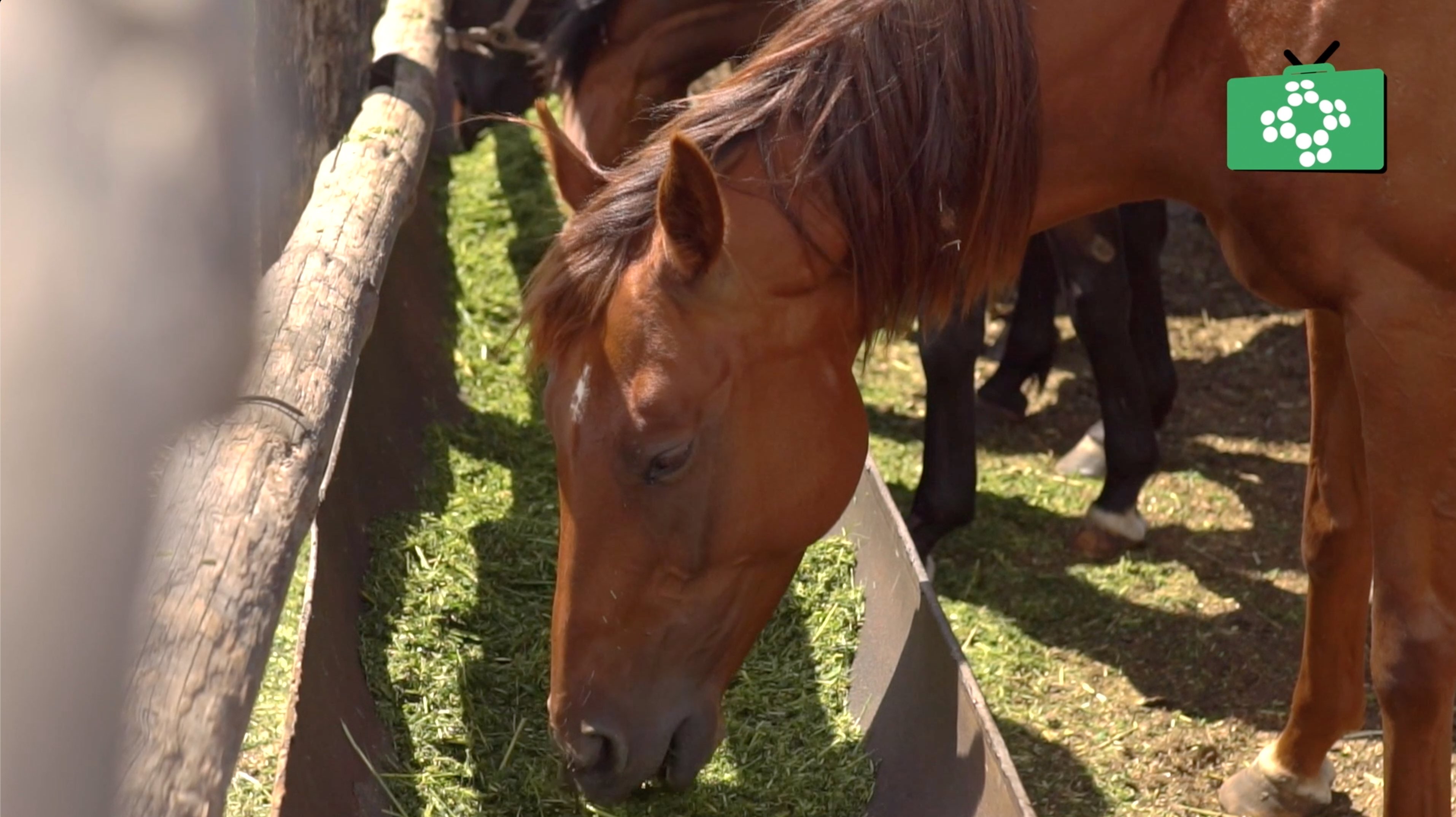 Coronavirus and horses