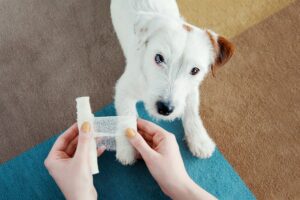 Pet First Aid - Online Course